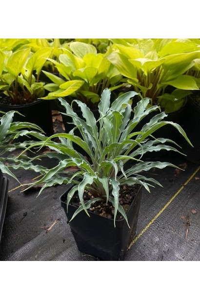 Саджанець хости Сіллі Стрінг